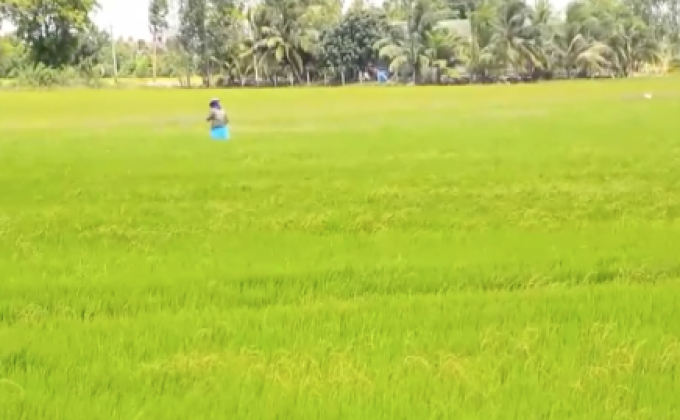 เร่งเก็บเกี่ยวข้าวก่อนถูกน้ำท่วม จ.พระนครศรีอยุธยา