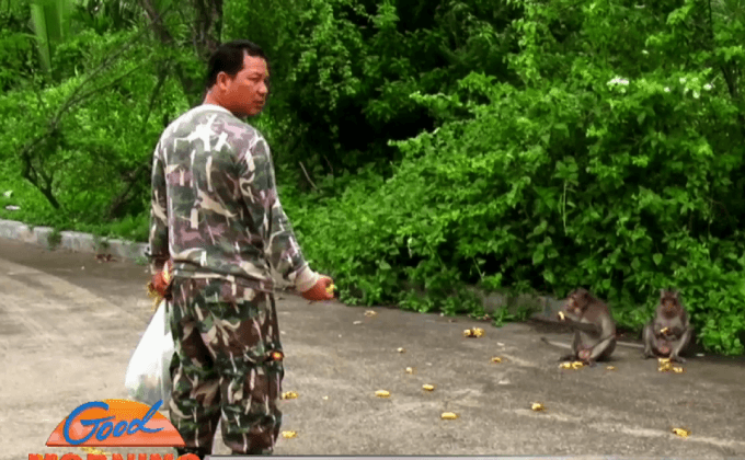 วิกฤตทัพลิงแสมรบกวนชุมชนบางกระดี่