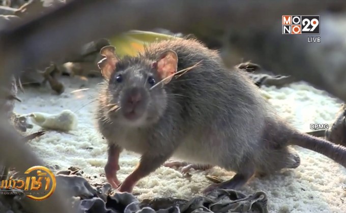 โดรนโปรยสารพิษกำจัดหนูบนเกาะกาลาปากอส