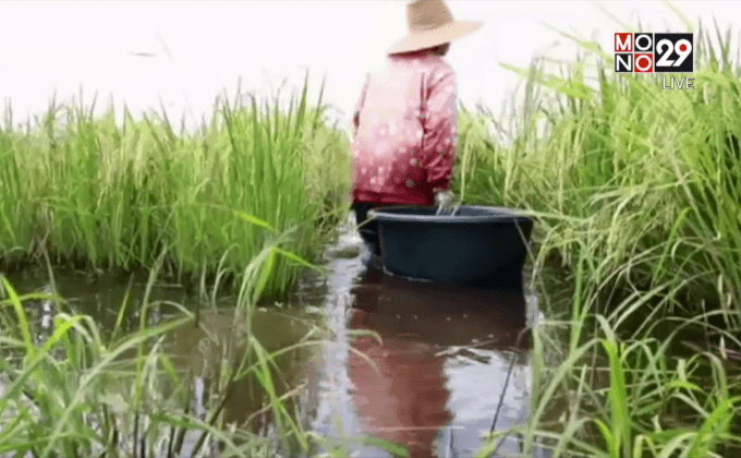 ชาวนาในจ.นครสวรรค์ เกี่ยวข้าวหนีน้ำท่วม