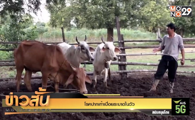 โรคปากเท้าเปื่อยระบาดในวัว