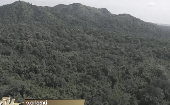 พบลักลอบบุกรุกตัดไม้กฤษณา ในผืนป่าห้วยขาแข้ง