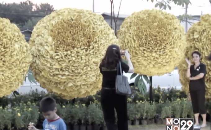 ชาวสมุทรสงครามรวมใจประดิษฐ์ดาวเรืองยักษ์