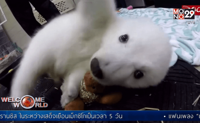 “นอรา” ชื่อลูกหมีขั้วโลกขวัญใจชาวเน็ต