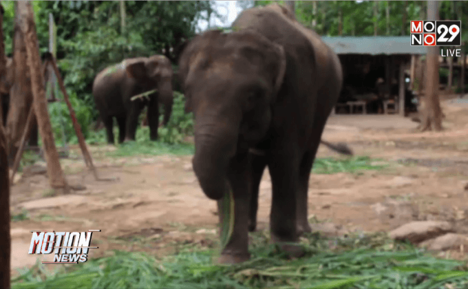 ขังเดี่ยวพลายสมใจอาละวาดทำร้ายควาญช้าง