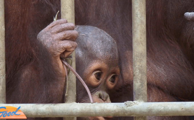 เตรียมส่งอุรังอุตังกลับอินโดนีเซียวันนี้
