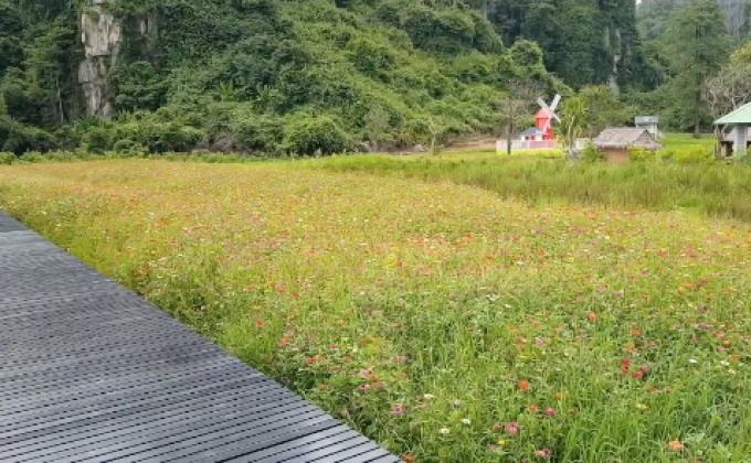 เที่ยวชมทุ่งดอกบานชื่น จ.พิษณุโลก