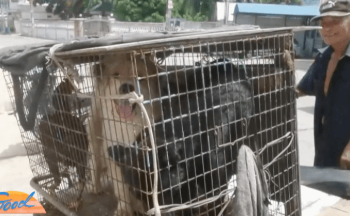 สุนัขกับไก่ ในกรงเดียวกัน