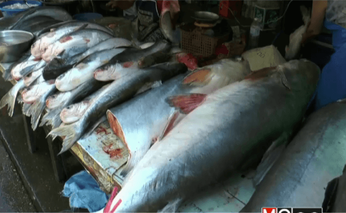 จับปลาบึกยักษ์หนักกว่า 100 กก.หลังน้ำโขงลด