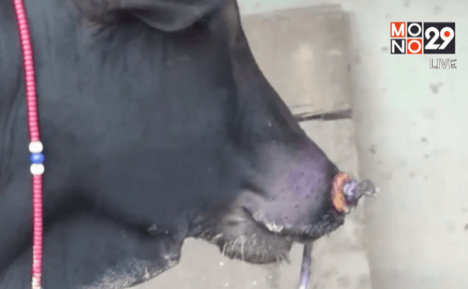 โรคปากเท้าเปื่อยในสัตว์ระบาดใน จ.พัทลุง