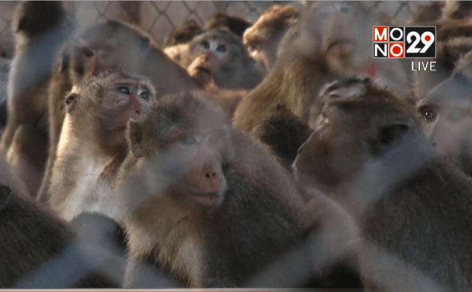 ย้ายลิงแสมห่างชุมชนบางกระดี่