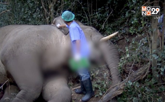 ช้างป่ากุยบุรี ตายปริศนา…?