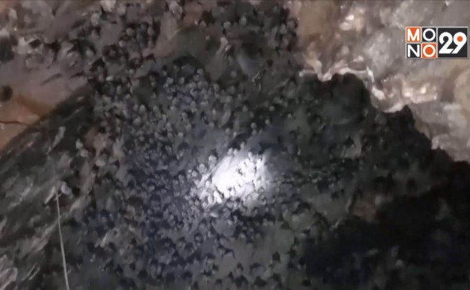 นทท.แห่ชมฝูงค้างคาวนับแสนตัว ที่วัดถ้ำเทพนิมิตร