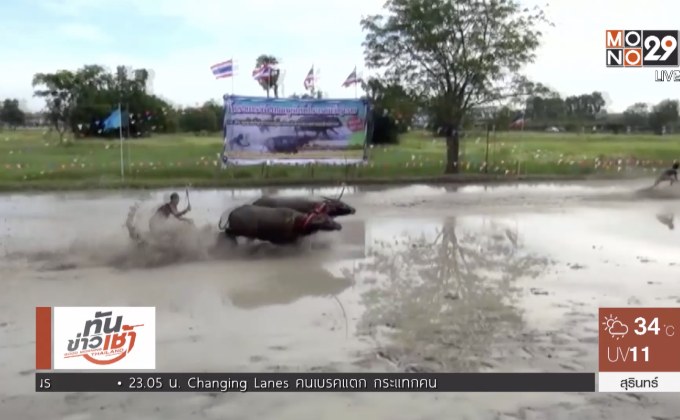จ.ชลบุรี จัดใหญ่ประเพณีวิ่งควายโบราณ