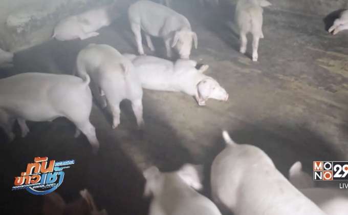 แก๊สหุงต้มจากฟาร์มหมู พลังงานทางเลือกใหม่