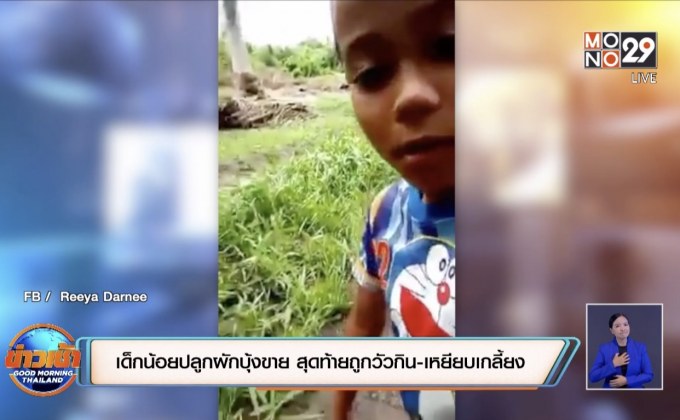 เด็กน้อยปลูกผักบุ้งขาย สุดท้ายถูกวัวกิน-เหยียบเกลี้ยง