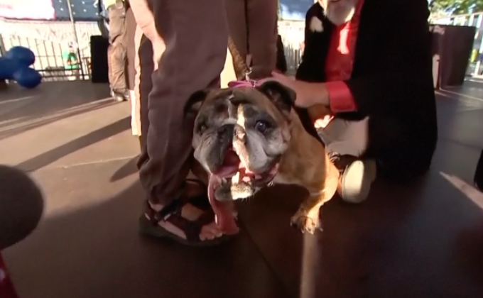 “ชาช่า” คว้าแชมป์ประกวดสุนัขอัปลักษณ์ที่สุดในโลก