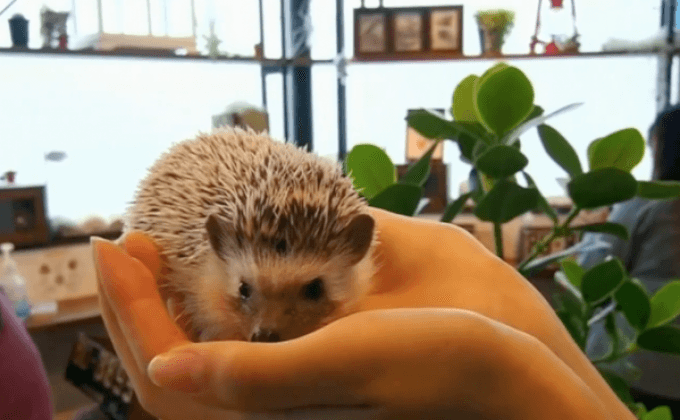 คาเฟ่เม่นในญี่ปุ่น