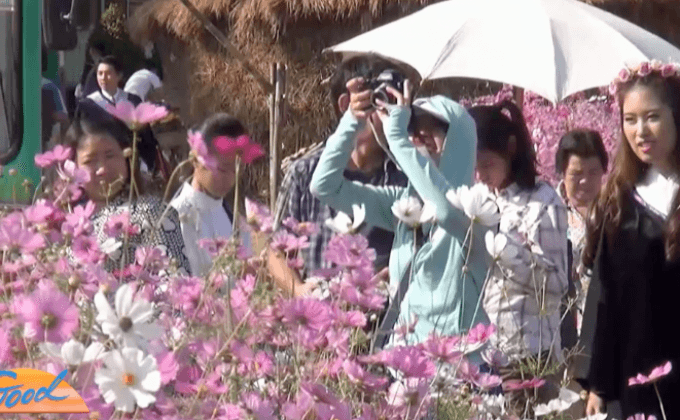 นักท่องเที่ยวแห่ชมทุ่งดอกคอสมอสฝรั่งเศส