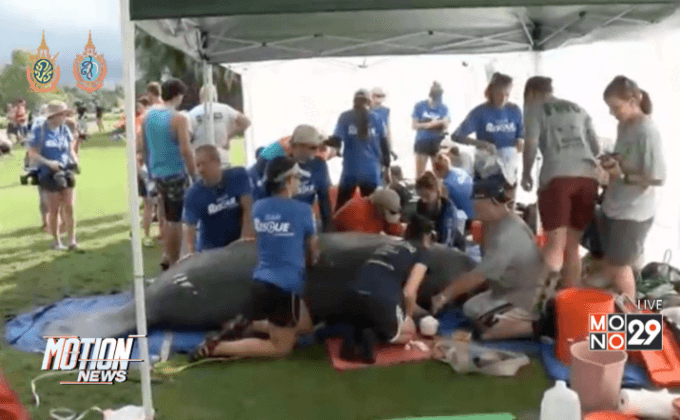 ช่วยพะยูน 6 ตัวจากสนามกอล์ฟในสหรัฐฯ