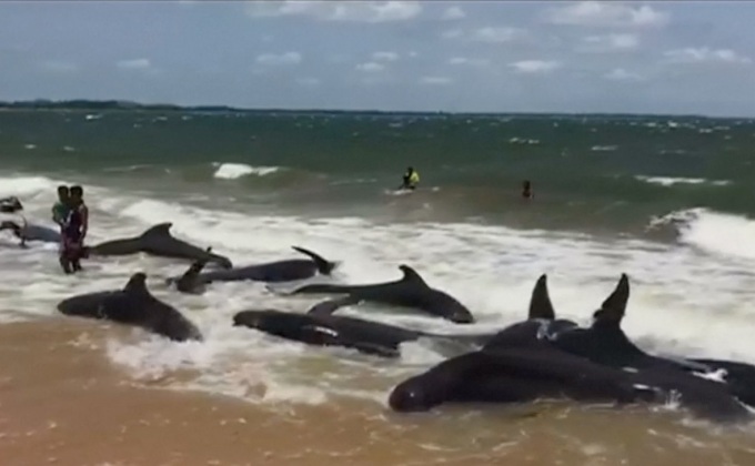 ศรีลังกาช่วยวาฬนำร่องกลับสู่ทะเลลึก