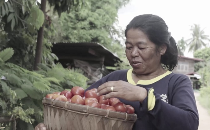นางอย – โพนปลาโหล ชุมชนยั่งยืนด้วยมะเขือเทศ