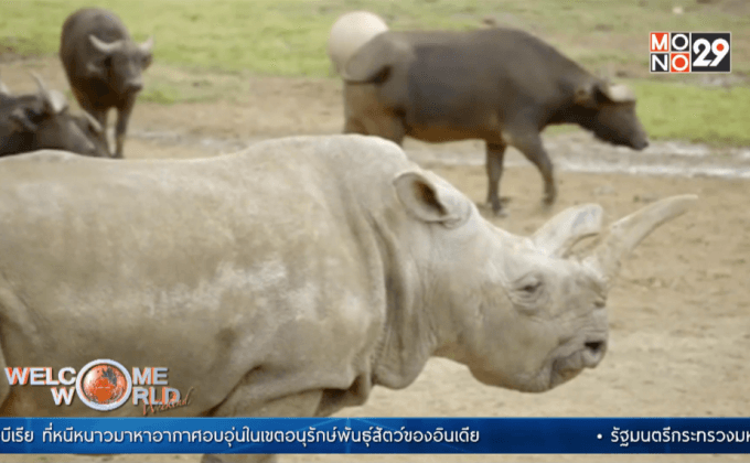 แรดขาวเหนือในสหรัฐฯ ตาย เหลือทั่วโลกแค่ 3 ตัว