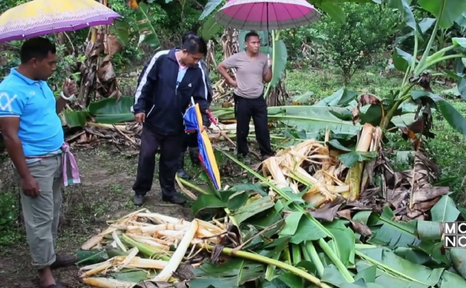 ช้างป่า 2 ตัวทำลายสวนกล้วย-ยางพาราเสียหาย