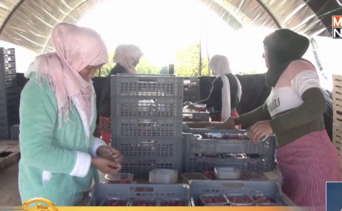 เกษตรกรโมร็อกโกได้รับผลดีหลังอังกฤษออกจาก EU