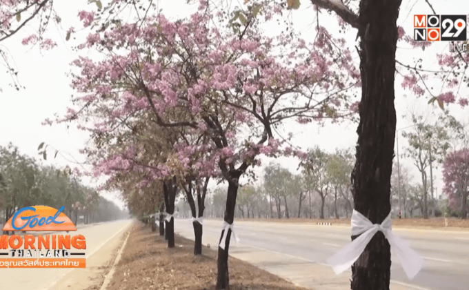 ม.นเรศวร ลงชื่อค้านตัดต้นเสลา 3,000 คน 