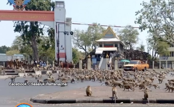 ลิงศาลพระกาฬนับพันตัว เปิดศึกแย่งอาหาร