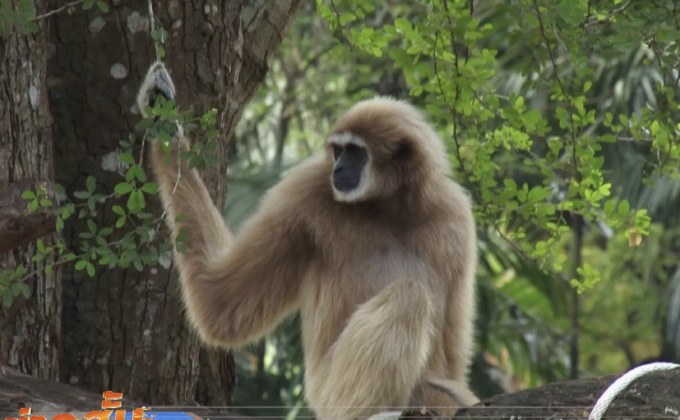 ไทยเตรียมเป็นเจ้าภาพประชุมสมาคมสวนสัตว์โลก