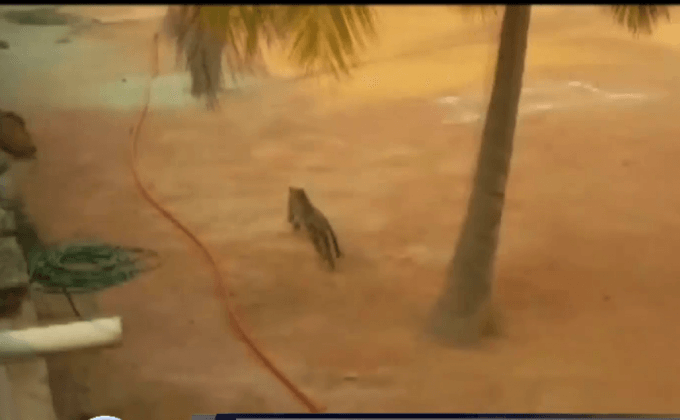 เสือดาววิ่งเข้ามาในโรงเรียนที่อินเดีย