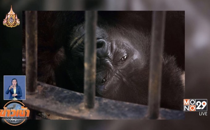 สื่อนอกตีข่าว กอลิล่า “บัวน้อย” ตกนรกในห้างดัง