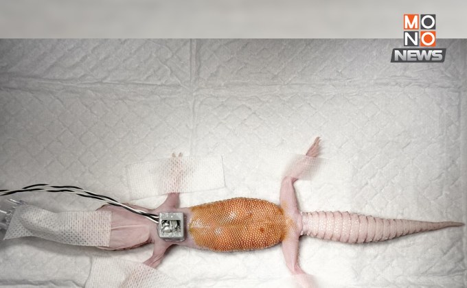 ผ่าไข่ค้างในตุ๊กแก! เปิดภาวะ POFS ที่ไม่ควรมองข้ามในสัตว์เลื้อยคลาน