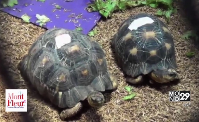 เต่าของกลางหายจากสถานีเพาะเลี้ยงบางพระครั้งที่ 2