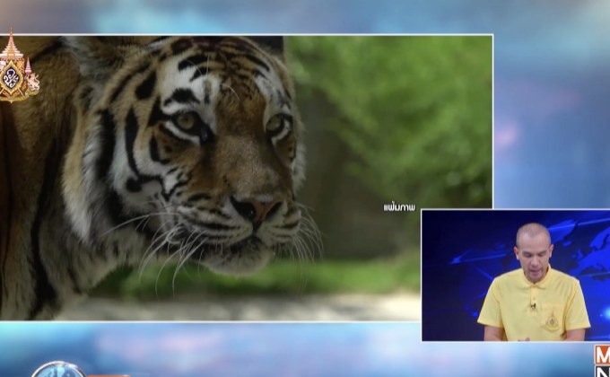 อินเดียเผยจำนวนเสือในประเทศเพิ่มขึ้น