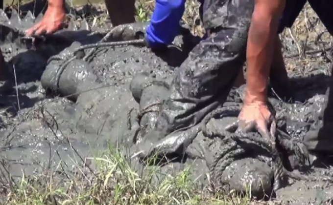 จับได้แล้วจระเข้หลุดหลังน้ำท่วม จ.นครศรีฯ