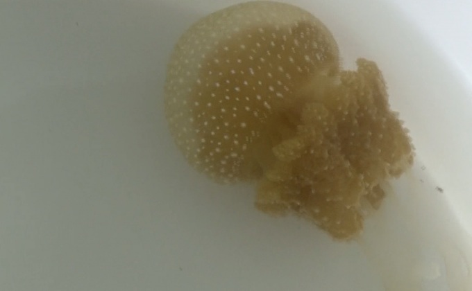 พบแมงกะพรุนชนิดใหม่ พิษรุนแรงเสียชีวิตทันที