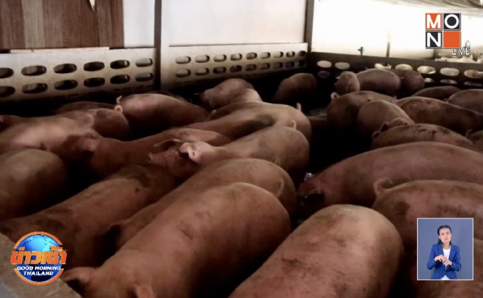 สั่งคุมเข้มชายแดนป้องกันอหิวาต์แอฟริกาในสุกร