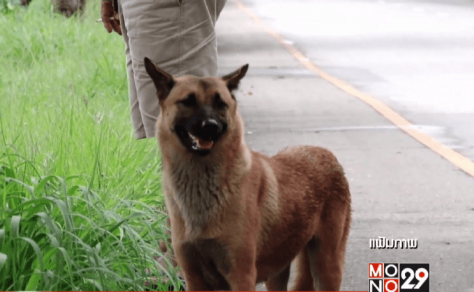 สุดเศร้า! “เจ้าหลง” สุนัขนั่งรอนายริมทาง ถูกรถชนตายแล้ว