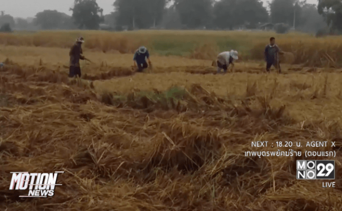 น้ำท่​วมนาข้าวกว่า 100 ไร่ชาวนาเร่งเกี่​ยวที่ จ.พะเยา