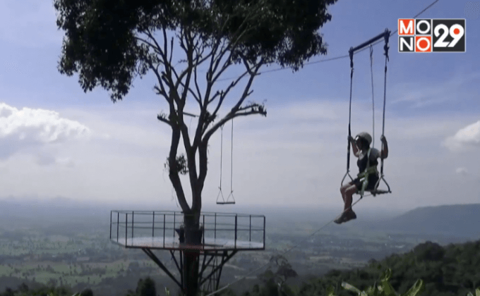 ตรวจชิงช้าต้นไม้บ้านรักไทย