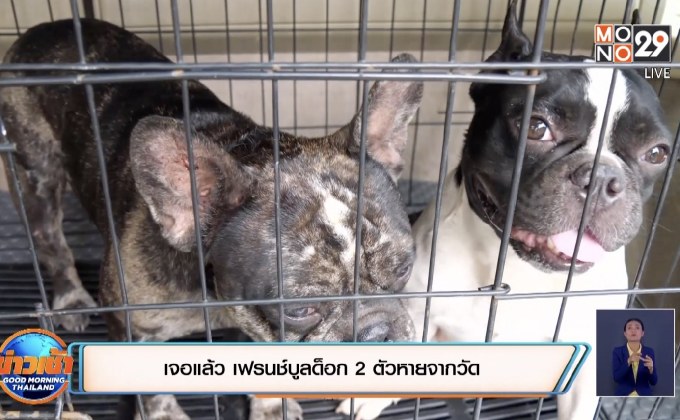 เจอแล้ว เฟรนช์บูลด็อก 2 ตัวหายจากวัด