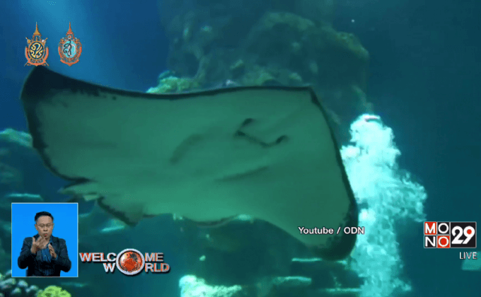 ปลากระเบนแทงนักดำน้ำเสียชีวิต