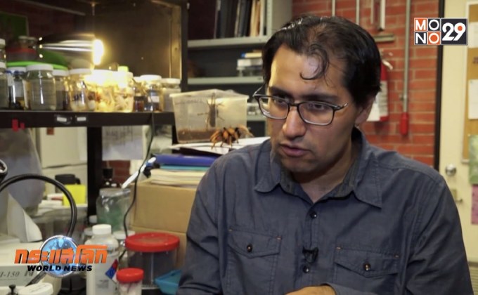 เทรนด์แปลก! กินแมงมุมทารันทูล่า