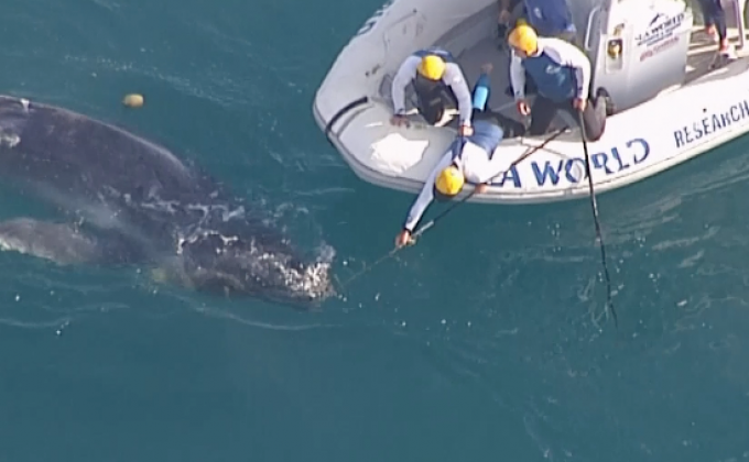 ออสเตรเลียช่วยเหลือลูกวาฬที่มาติดกับตาข่ายกันฉลาม