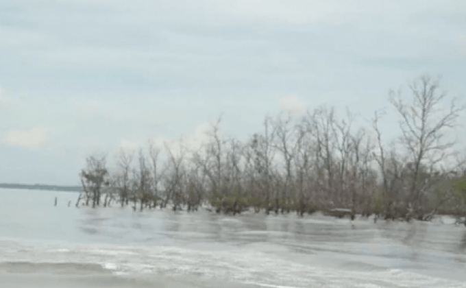 ต้นลำพูนยืนต้นตายกว่า 10 กม.