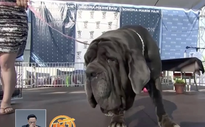 ประกวดสุนัขน่าเกลียดที่สุดในโลก