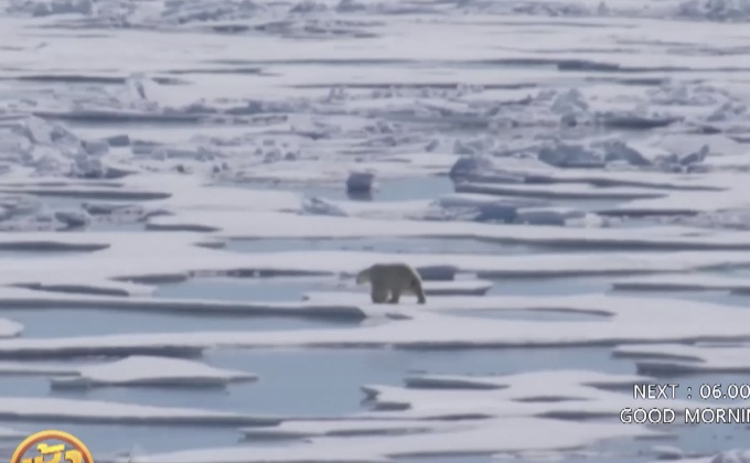 น้ำแข็งขั้วโลกเหนือละลาย สัตว์เสี่ยงสูญพันธุ์